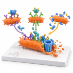 Immunology Complement System Model